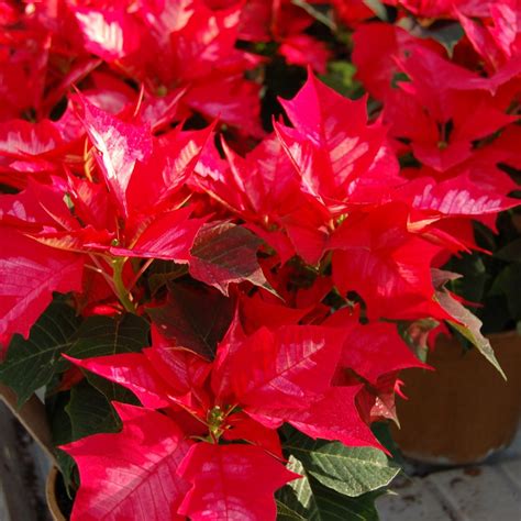 Poinsettia Meaning: A Symbol of Love and Joy