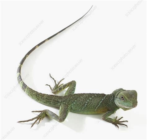 Green lizard - Stock Image - C053/3383 - Science Photo Library