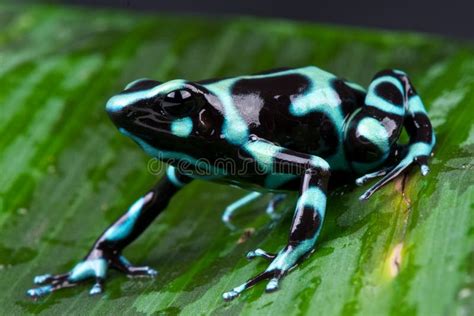 Green And Black Poison Dart Frog Stock Photo - Image of water, pets: 16686222