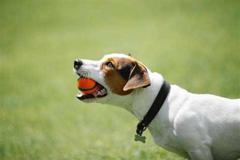 How To Stop Toy Aggression in Dogs ASAP: Follow These Tips | PawTracks