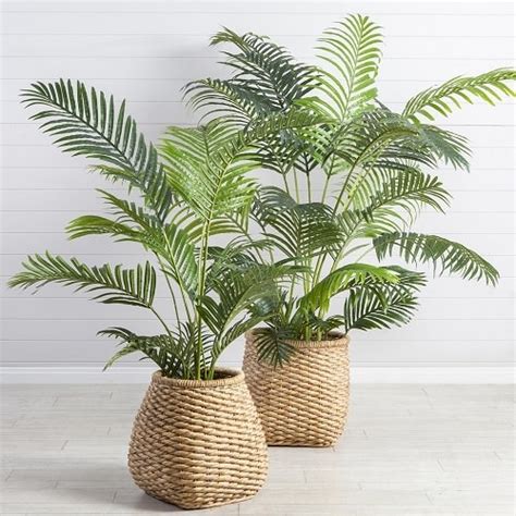 8 Amazing Areca Palm Benefits & Facts | Balcony Garden Web