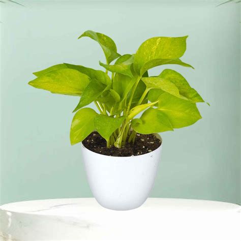 Money Plant Golden With Pot | Buy Money Plant Golden Online ₹299.00 - Plant A Leaf | Free Shipping