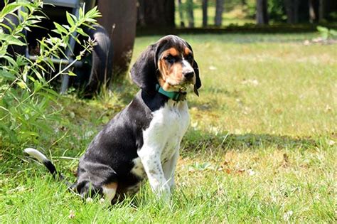 Treeing Walker Coonhound Puppies For Sale