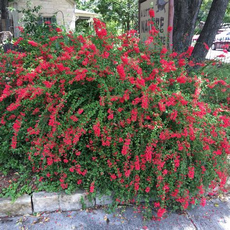 Texas Firecracker fern russelia rotundifolia (roundleaf firecracker ...