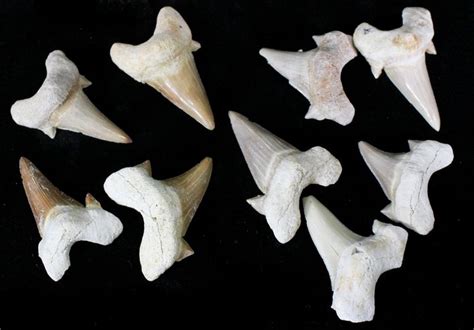 Bulk Fossil Otodus Shark Teeth - 10 Pack - Photo 1 | Shark teeth, Shark, Fossil