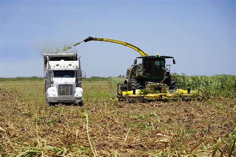 Texas, U.S. silage crops affected by drought conditions - Texas Farm Bureau