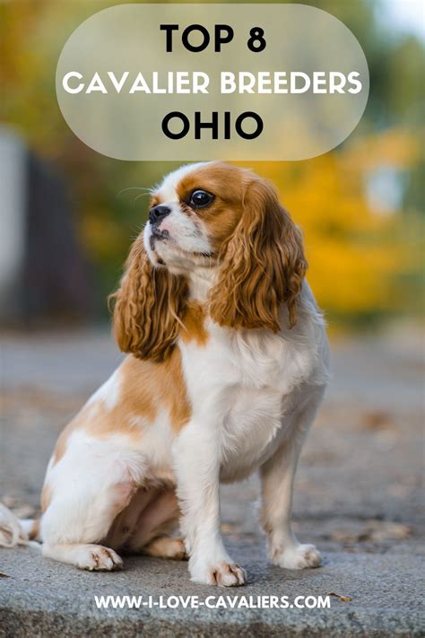 8 Best Cavalier King Charles Spaniel Breeders in Ohio | King charles ...