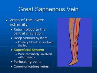 Great Saphenous Vein