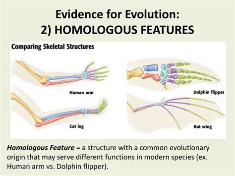 PPT - The Theory of Evolution by Natural Selection PowerPoint ...