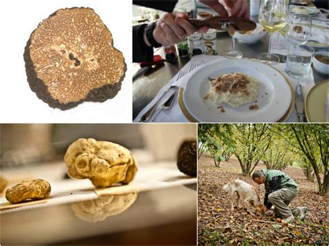 Autumn Truffle Hunting Season 2013 - Part 1 | Magazine | Winerist