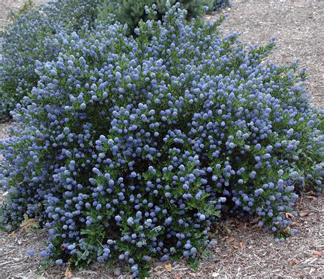 Ceanothus thyrsiflorus | Landscape Plants | Oregon State University