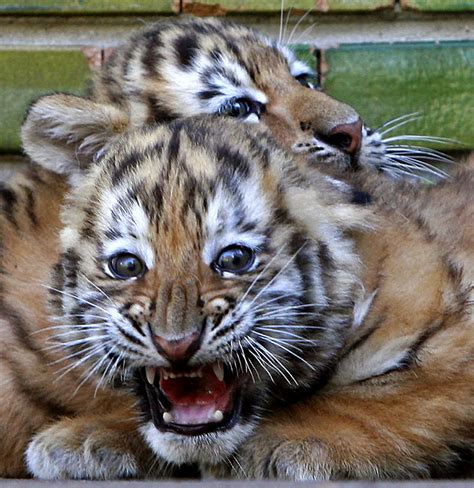 Meet the adorable rare Siberian tiger cubs born at Romanian zoo | Daily ...