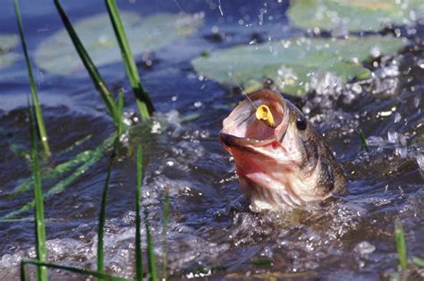 The 8 Best Largemouth Bass Lures