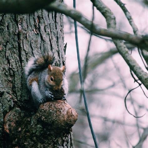 Squirrel Infestation - Buyer's Inspection Service