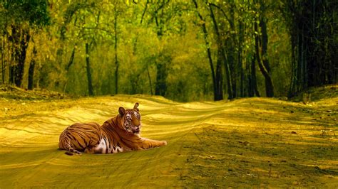 Bandhavgarh National Park - History, Location, Details, Ticket Price, Timings | Adotrip