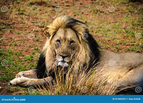 Male lion - pride leader stock photo. Image of leader - 87460394