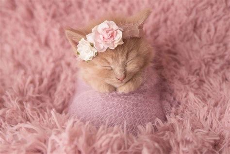 This Adorable Newborn Kitten Photoshoot Is Just Purr-fect | Kitty | Newborn kittens, Cute cats ...