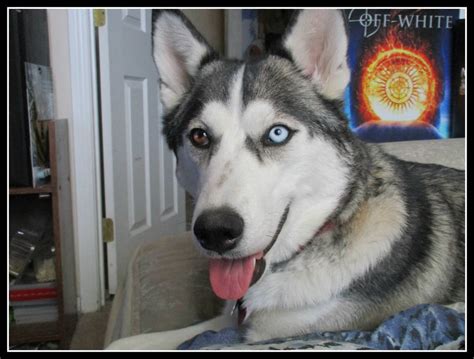 Amber My Siberian Husky Female by MIDNIGHTSKYWOLF26 on DeviantArt