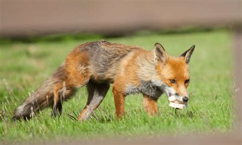 Are Foxes Omnivores? | Pests Banned