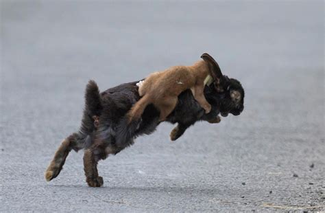 Stoat riding a rabbit into battle....no, its stoat hunting rabbit. They ...