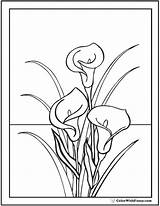 Lily Coloring Page Customize PDF Printables  Home sketch template