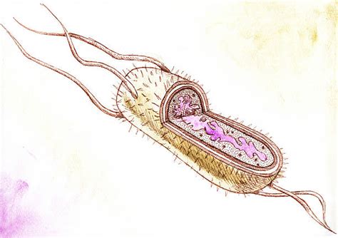 Salmonella Enterica Infection Symptoms and Prevention | Free Essay Example