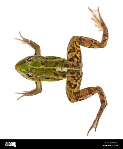 Edible Frog, Rana esculenta, in front of white background Stock Photo ...