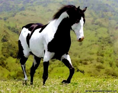 Black And White Paint Horse Wallpaper | Amazing Wallpapers