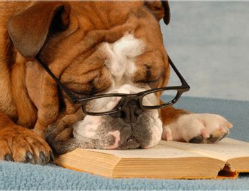 Belle's Bookshelf: Bookish Fun: Dogs Reading Books