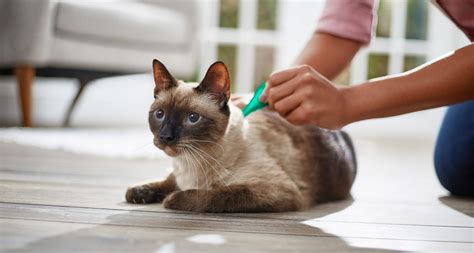 Cat Flea Spray: Keep Your Feline Clean and Healthy | My Study Notes Cat ...