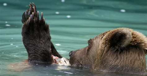 Alaska Bear Viewing Tours, Bear Watching in Katmai National Park Alaska