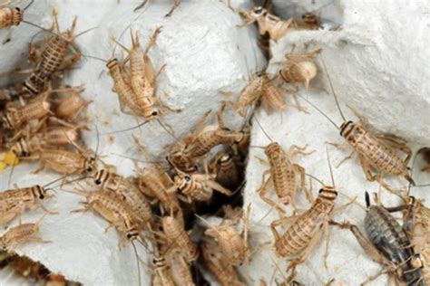 Feeder Crickets - Allan's Pet Center