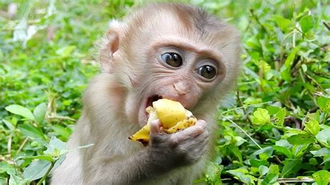 Pin by Tube BBC on Monkey eating food (With images) | Cute baby monkey ...