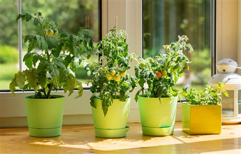 10 Tips For Creating the Perfect Indoor Vegetable Garden - Backyard Boss