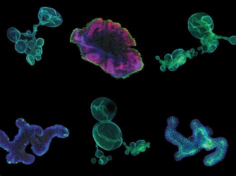 Organoids: a revolution in in vitro mammalian cell culture - RegMedNet