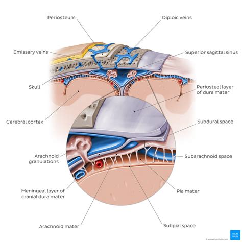 Kernig's Sign - Physiopedia