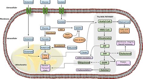 Frontiers | The Mevalonate Pathway, a Metabolic Target in Cancer Therapy