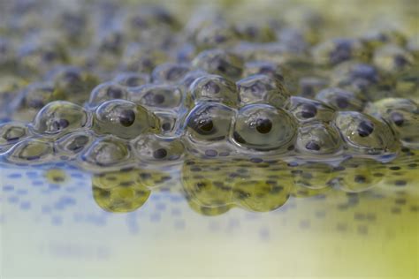 Do you know the difference between frog and toad spawn? | Scottish Wildlife Trust