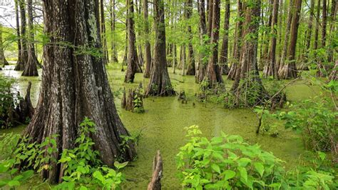 What's the Difference Between a Marsh and a Swamp? - American Oceans