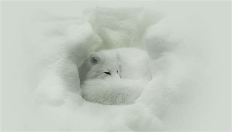 Arctic Fox Facts: Animals of the Arctic - WorldAtlas