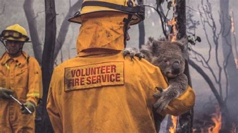 12 Inspiring Pictures Of Animals Saved From The Fire In Australia ...