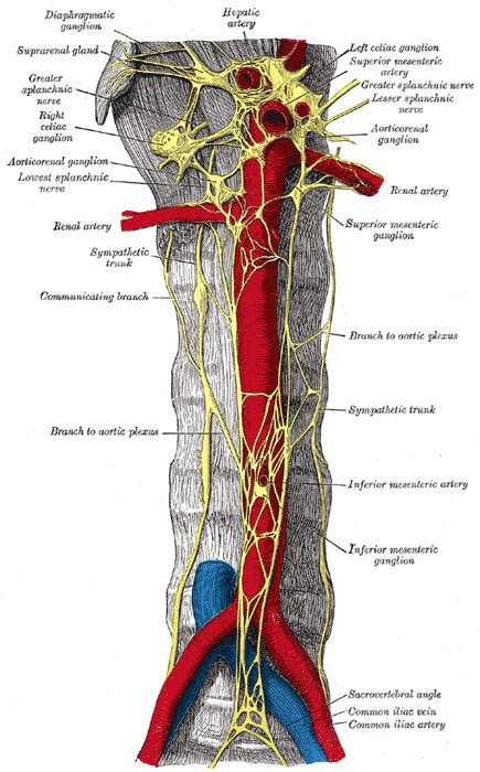 Anatomy, Abdomen and Pelvis: Inferior Hypogastric Plexus - StatPearls ...