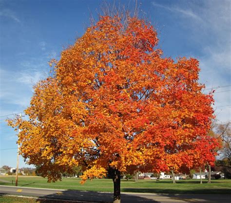 Sugar Maple Trees For Sale | BOGO Free | Trees to plant, Shade trees, Fast growing shade trees