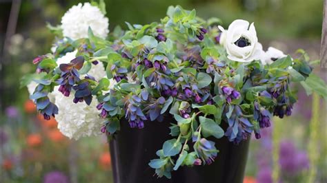 Grow-A-Long Cerinthe major 'Purpurascens', (Honeywort) - YouTube