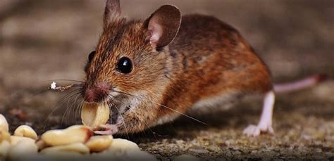 Pest advice for controlling Mice