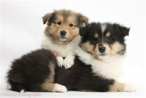 Rough Collie Puppies | Rough collie, Collie, Puppy dog photos