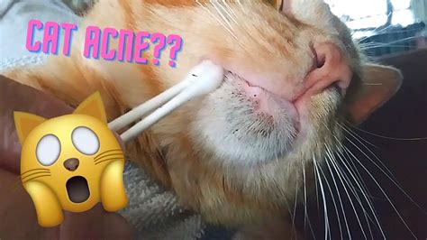 Feline Acne ASMR | Satisfying Blackhead Removal | Relaxing Cat Chin Pimple Cleaning | Home ...