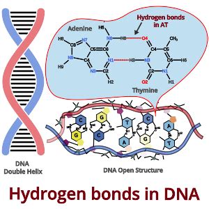 Hydrogen bonds in DNA: Base Pairing & Nature - PSIBERG