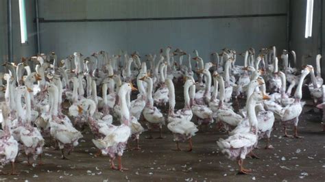 TIL feathers of geese and ducks are pulled off their skin while the ...