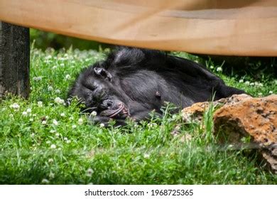 Gorilla Sleeping Local Zoo Stock Photo 1968725365 | Shutterstock